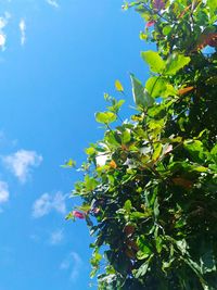 Low angle view of tree against blue sky