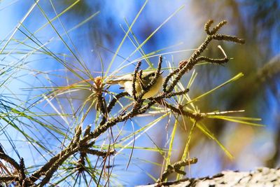 Low angle view of insect on blue sky