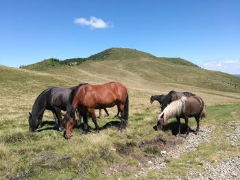 Horses in a field