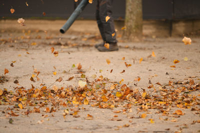 autumn