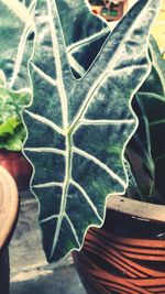 Close-up of hand holding leaf