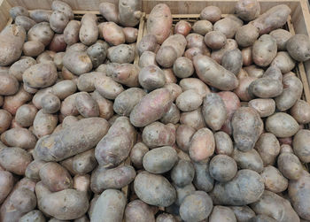 root vegetable