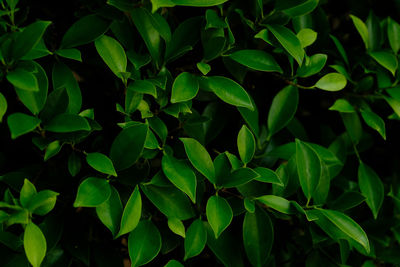 Background nature banyan tree bush, the tree decorate in the garden