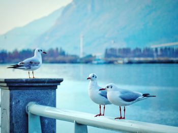 Seagulls perching on railing against sea