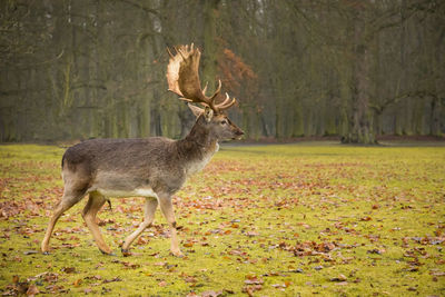 Deer walking on grassy field in forest