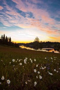 Scenic view of field against sky at sunset