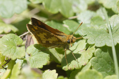 Close-up of butterfly on leaf