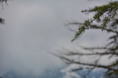 Low angle view of pine tree against sky