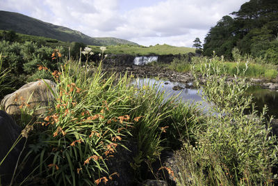 Plants growing by river against sky