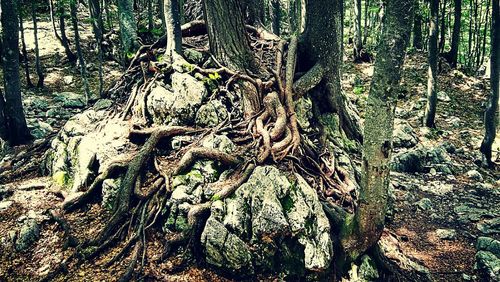 Close-up of tree trunk in forest