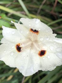Close-up of raindrops on white flower
