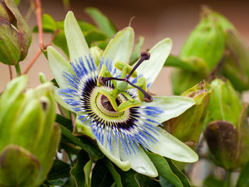 Close-up of purple flowering plant