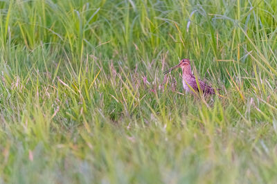 Bird on grass