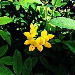 Close-up of yellow flowers