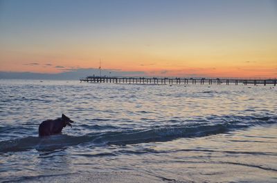 View of dog in sea during sunset