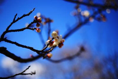 Low angle view of flower tree against sky