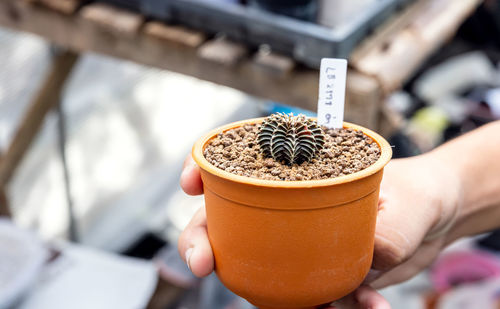 Hand of a woman holding a cactus pot. close-up of a woman gardener transplanting succulents into