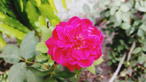 Close-up of pink rose blooming outdoors