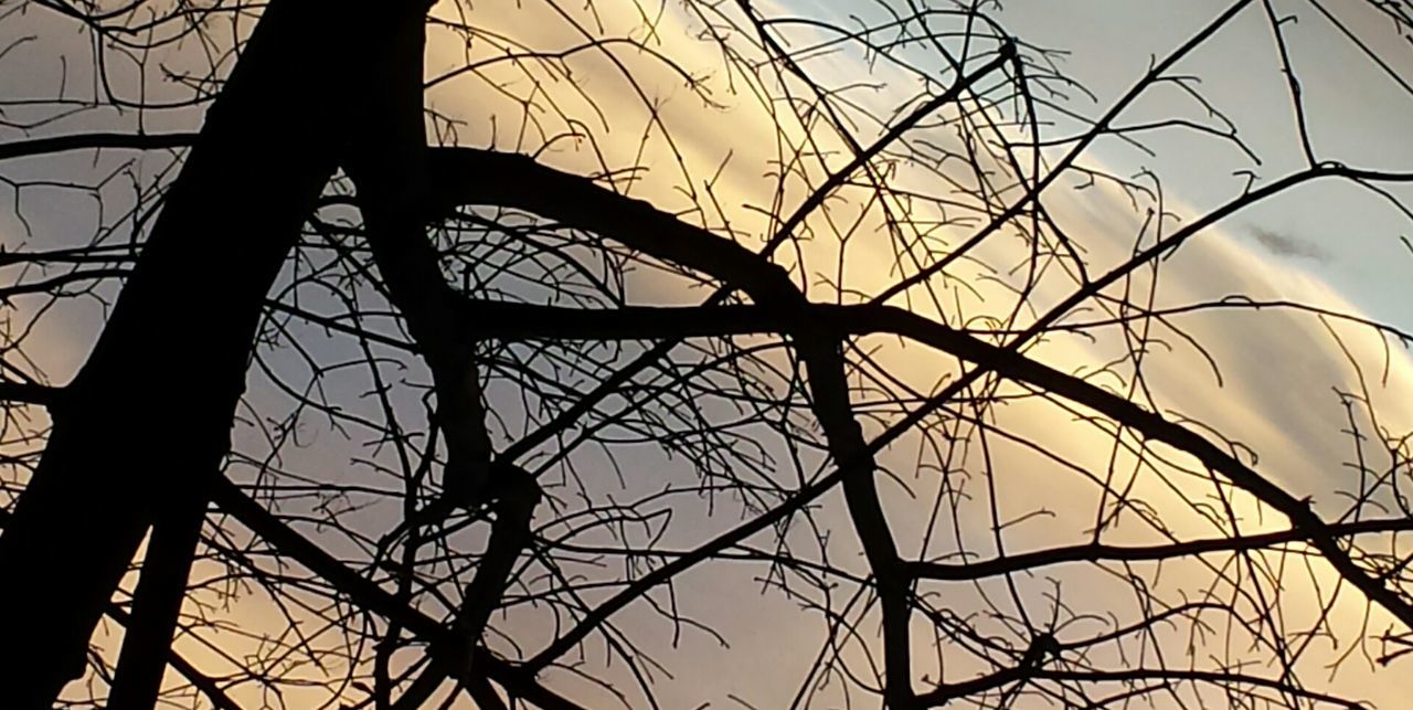 LOW ANGLE VIEW OF BARE TREES AGAINST SKY AT SUNSET