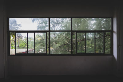 Trees seen through glass window