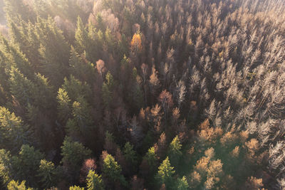 Trees in forest