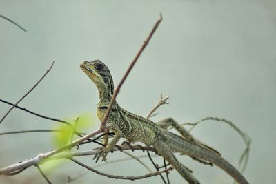 Close-up of lizard on tree branch