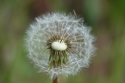 Close-up of dandelion against blurred background