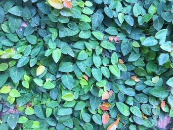 Full frame shot of leaves