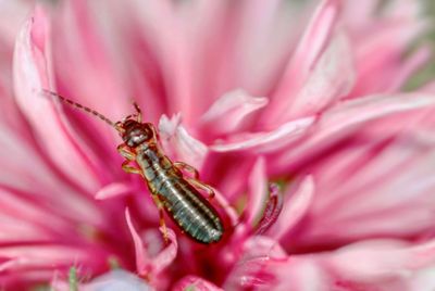 Close-up of insect on pink flower