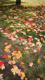 Close-up of maple leaves fallen on grass