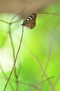 Close-up of butterfly on leaf