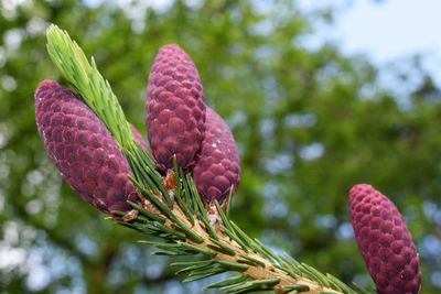 Close-up of pine cones growing on tree