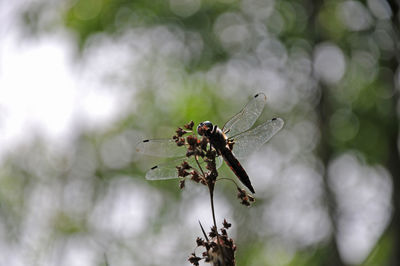 Close-up of insect on plant