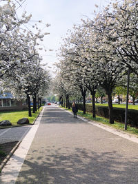 View of cherry blossom trees in park