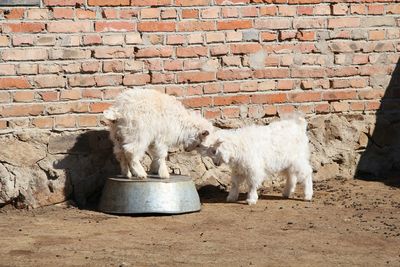 Full length of lamb fighting against brick wall