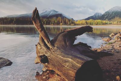 Close-up of rock by lake in forest against sky