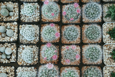 Full frame shot of succulent plants