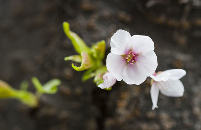 Close-up of white flower