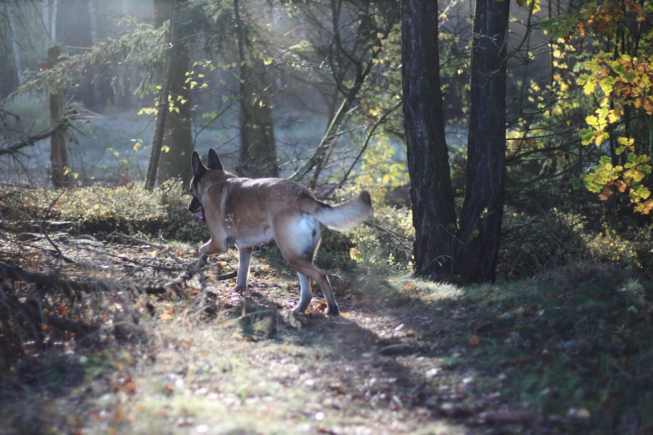 DOG STANDING IN FOREST