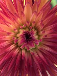 Full frame shot of fresh flower blooming outdoors