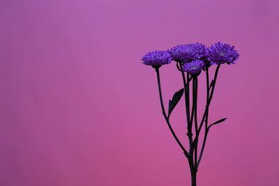 Close-up of purple flowers against pink background