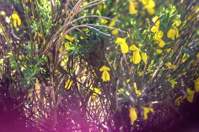 Close-up of plants growing in forest
