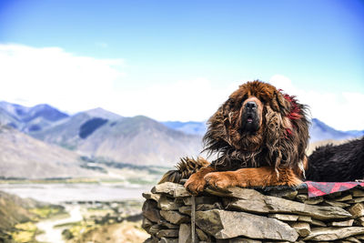 Dog resting outdoors