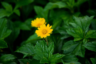 Close-up of yellow flower blooming outdoors