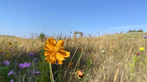 Close-up of yellow flowering plants on field against sky