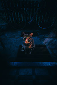 High angle portrait of cat sitting on road at night