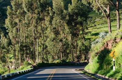 Road amidst trees