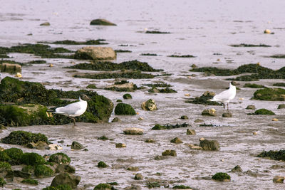 Seagulls perching on beach