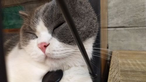 Close-up of cat sleeping