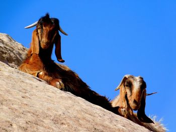 Low angle view of horse against sky